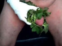 Painful stinging nettle
